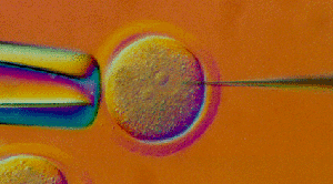 Transgenic Core Facility Logo