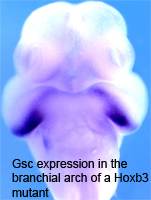 Gsc expression in the branchial arch of a Hoxb3 mutant