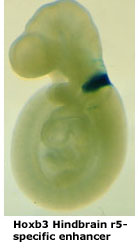 Hoxb3 hindbrain r5-specific enhancer
