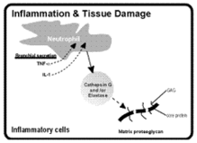 Chronic inflammatory diseases