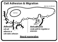 Neural regeneration