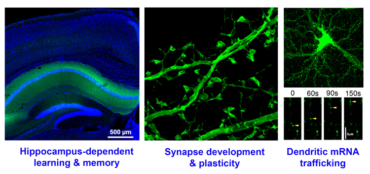 Research pic from Lai KO