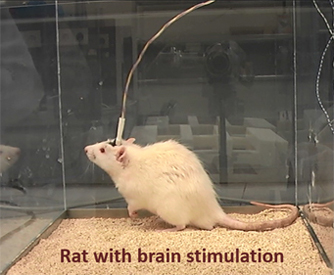 Rat with brain stimulation