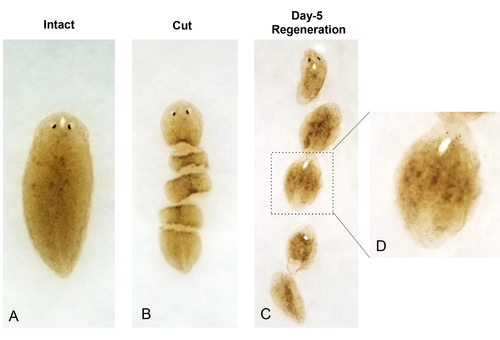 Press Release: HKUMed identifies Collagen IV differentially regulates planarian stem cell potency and lineage progression: Striving towards tissue regeneration in humans