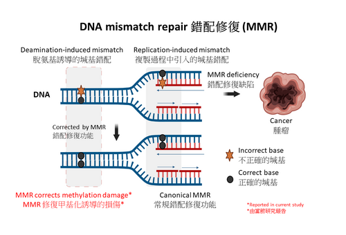 Press Release: HKUMed discovers an unknown function of DNA mismatch repair that protects us from cancer  