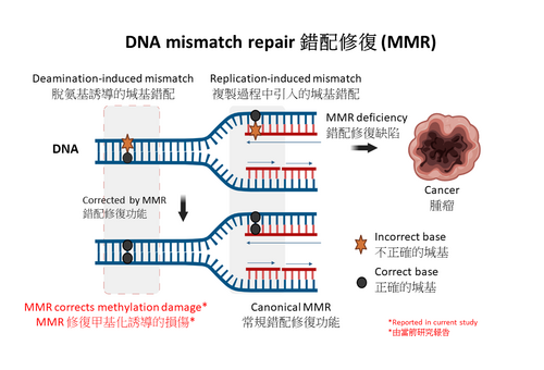 Press Release: HKUMed discovers an unknown function of DNA mismatch repair that protects us from cancer