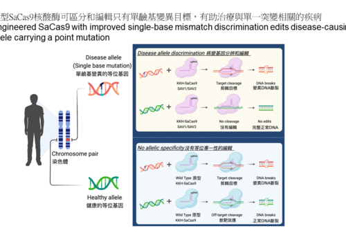Press Release: HKUMed engineers highly accurate SaCas9 enzymes with single-base precision for therapeutic genome editing
