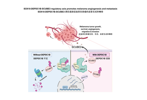 Press Release: HKUMed discovers new molecular mechanism in promoting melanoma angiogenesis and metastasis, paving the way for new therapeutic opportunities