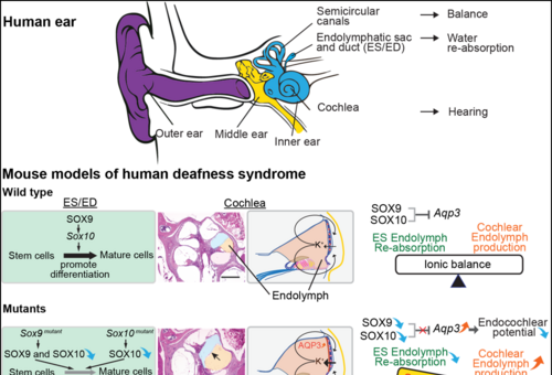 Press Release: HKUMed scientists lead discovery of two master genes critical for hearing, providing a guide for diagnosis of deafness and balance problems