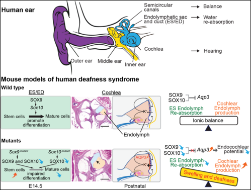 HKUMed scientists lead discovery of two master genes  critical for hearing