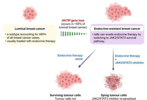 Press Release: HKUMed discovers a new tumour suppressive gene which boosts personalised treatment response in breast cancer