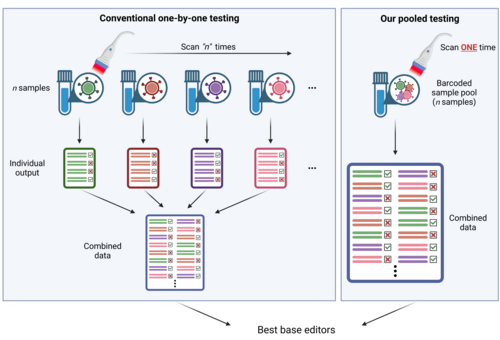 Press Release: HKUMed establishes the first platform to slash time engineering and selecting the best precise genome editors for applications