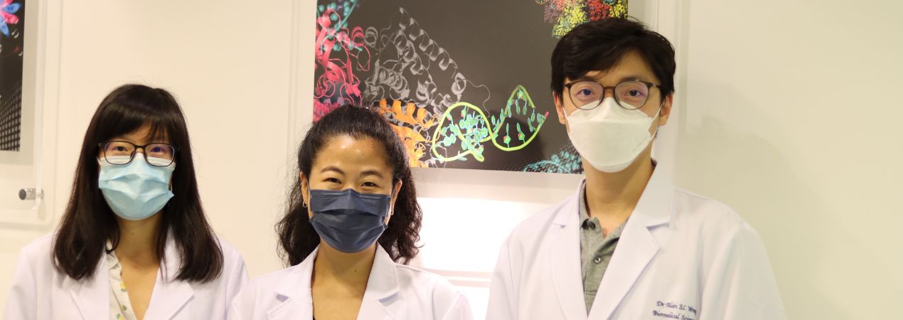 HKUMed research team combines artificial intelligence and protein engineering technology to enhance gene editing efficiency of CRISPR-Cas9