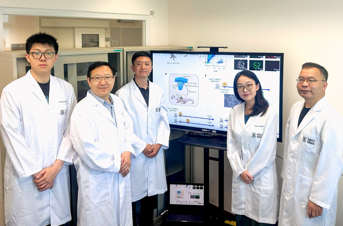 HKUMed uncovers world's first 'hidden' peripheral neural stem cells, revolutionising regenerative medicine