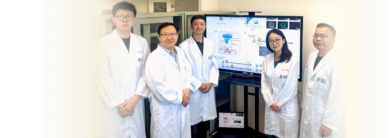 HKUMed uncovers world's first 'hidden' peripheral neural stem cells, revolutionising regenerative medicine