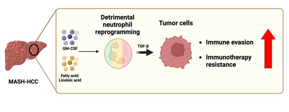 The HKUMed research team discovered that fat in the tumours can reprogramme immune cells, producing a tumour-supporting factor that helps tumour cells evade immune attack, thereby fostering resistance to immunotherapies.