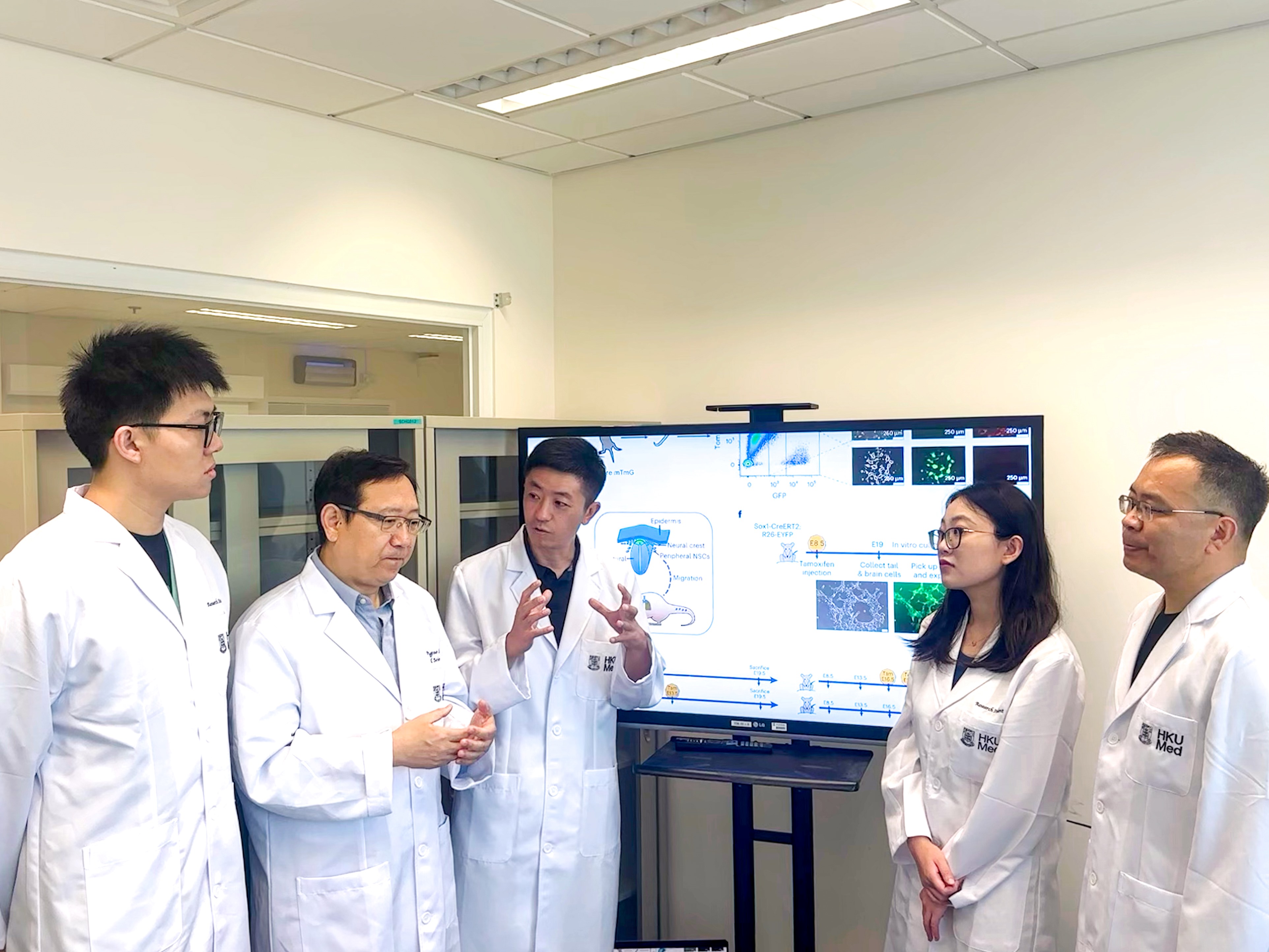 A research team, led by Dr Han Dong (third left) and Professor Liu Pengtao (second left), has discovered a previously unknown type of neural stem cell located outside the experimental mouse central nervous system, opening up transformative possibilities in regenerative medicine for treating neurological diseases and injuries.