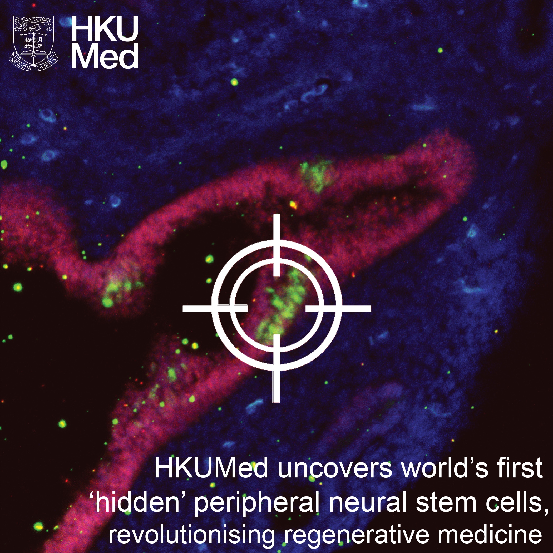 Peripheral neural stem cells (pNSCs)
