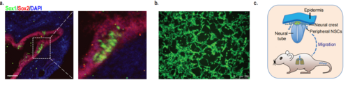 Identification of pNSCs in the mouse