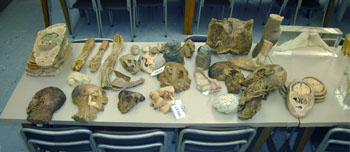 Plastinated specimens