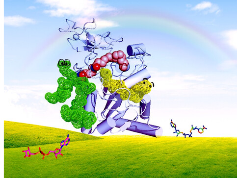 Crystal structure of Sirt6 with a myristoyl