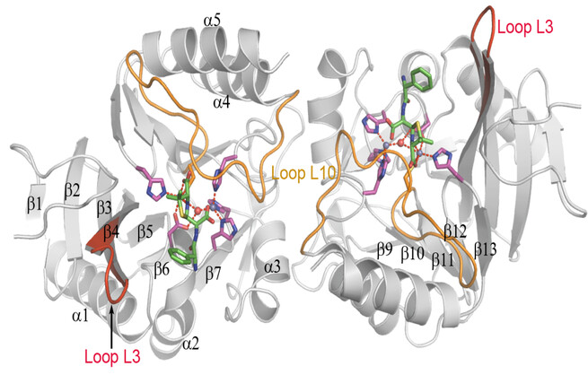 Crystal structure of New Delhi metallo-β-lactamase