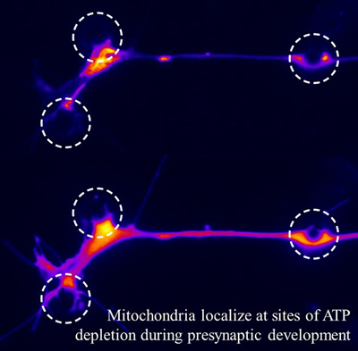 Mitochondria localize at sites of ATP depletion during presynaptic development