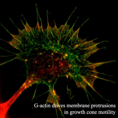 G-actin drives membrane protrusions in growth cone motility