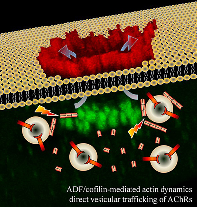 ADF/cofilin-mediated actin dynamics direct vesicular trafficking of AChRs