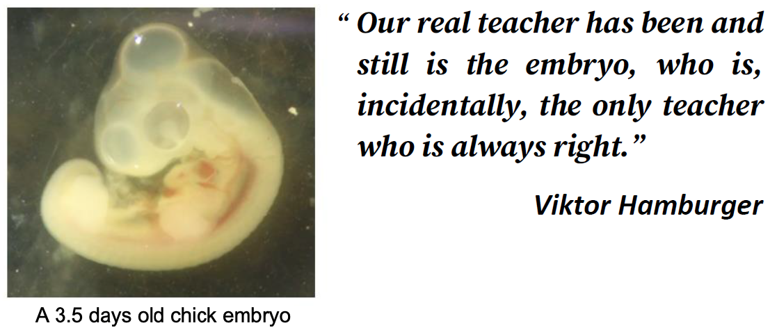  chick-embryo